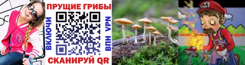 Псилоцибиновые грибы Psilocybine cubensis  площадка клад  Дорогобуж 